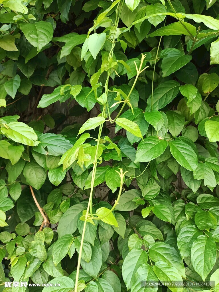 翠绿藤蔓植物