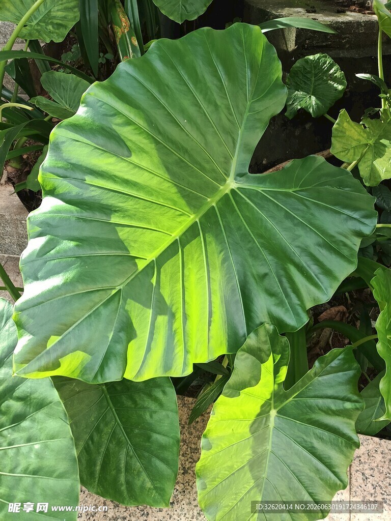 大叶片绿植