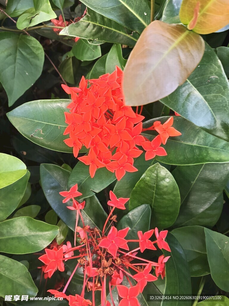 龙船花
