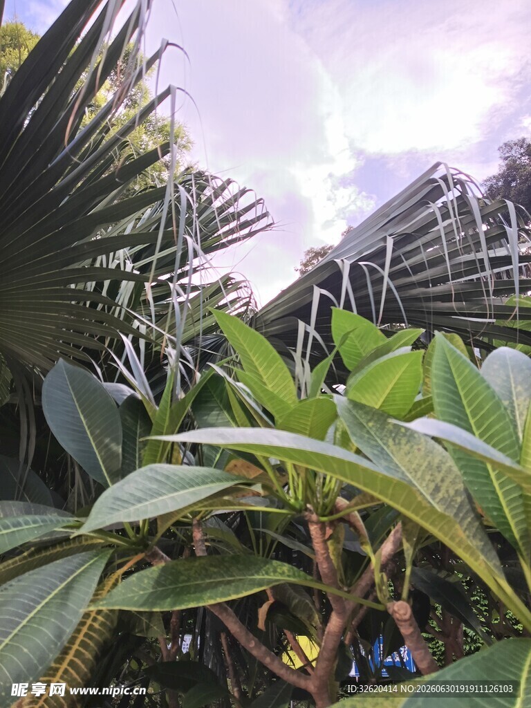 繁茂绿植