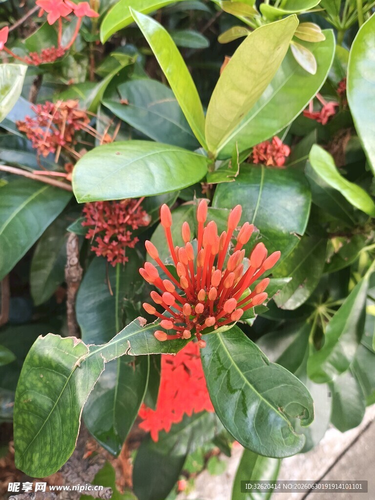 龙船花