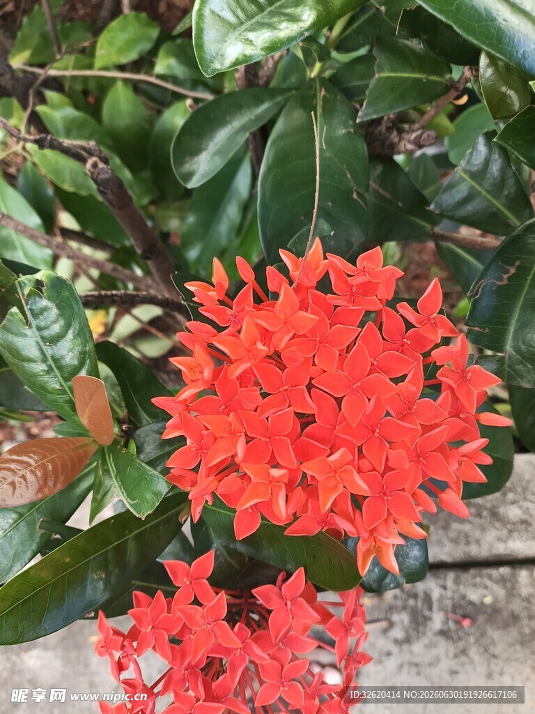 龙船花