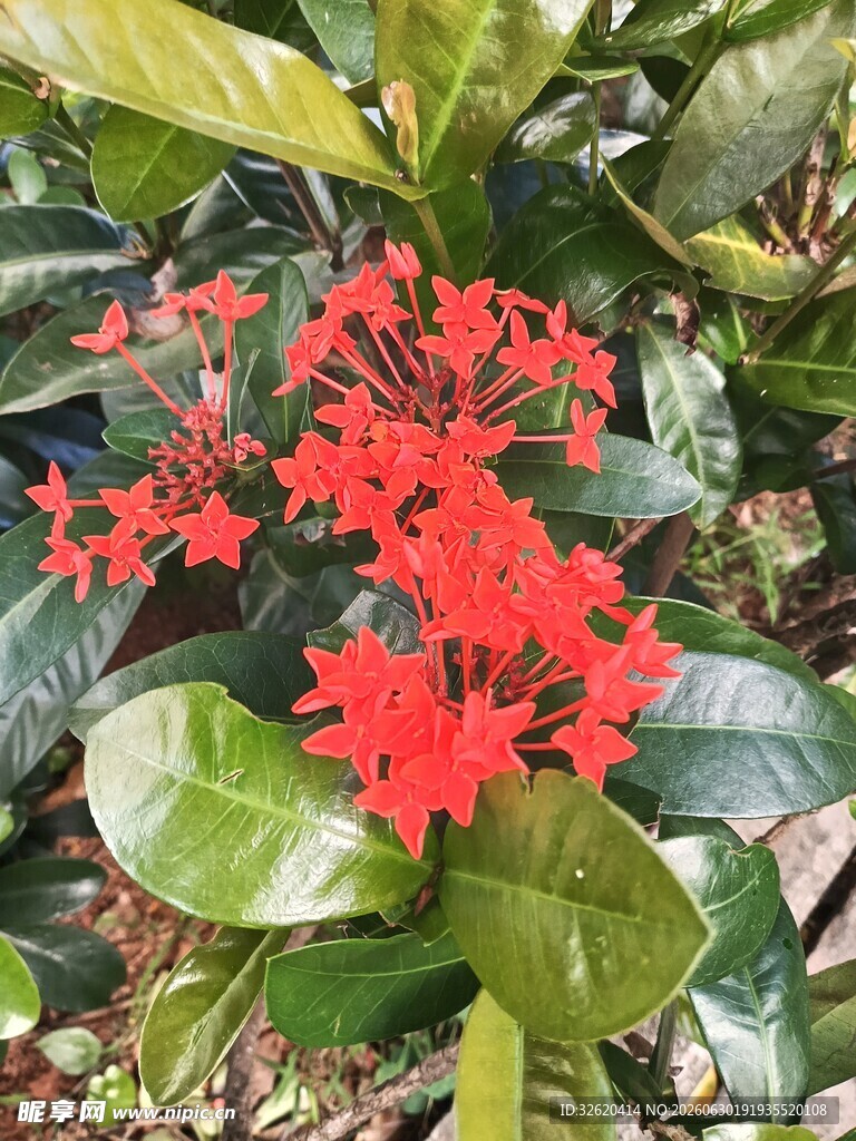龙船花