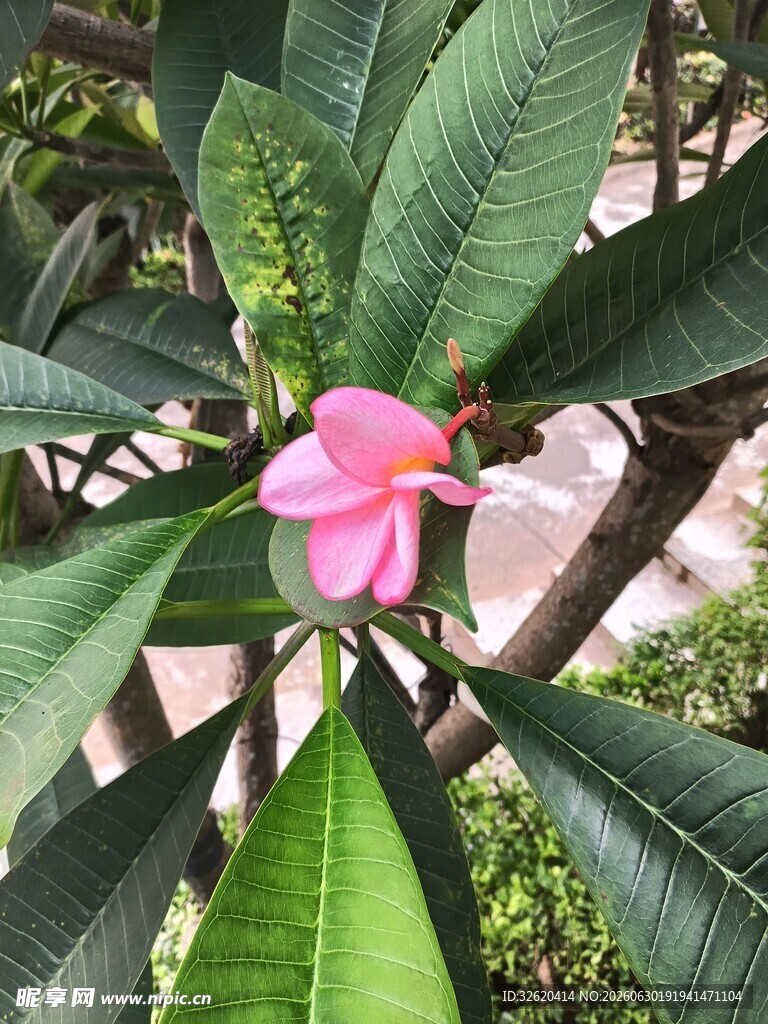 鸡蛋花