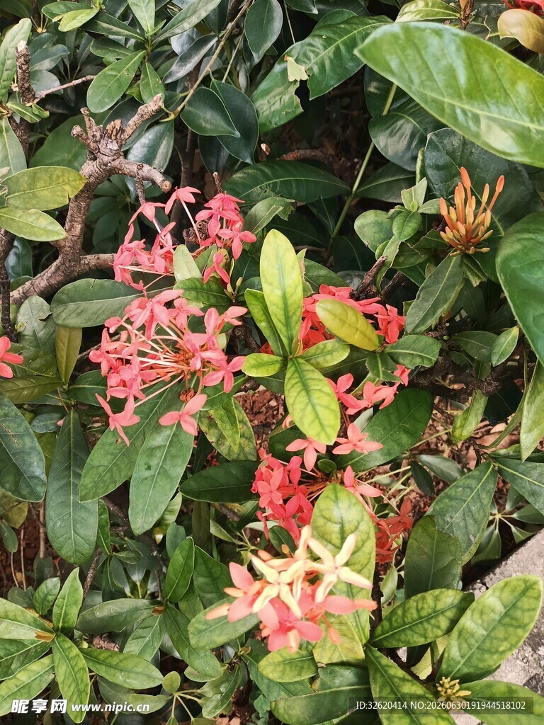 龙船花