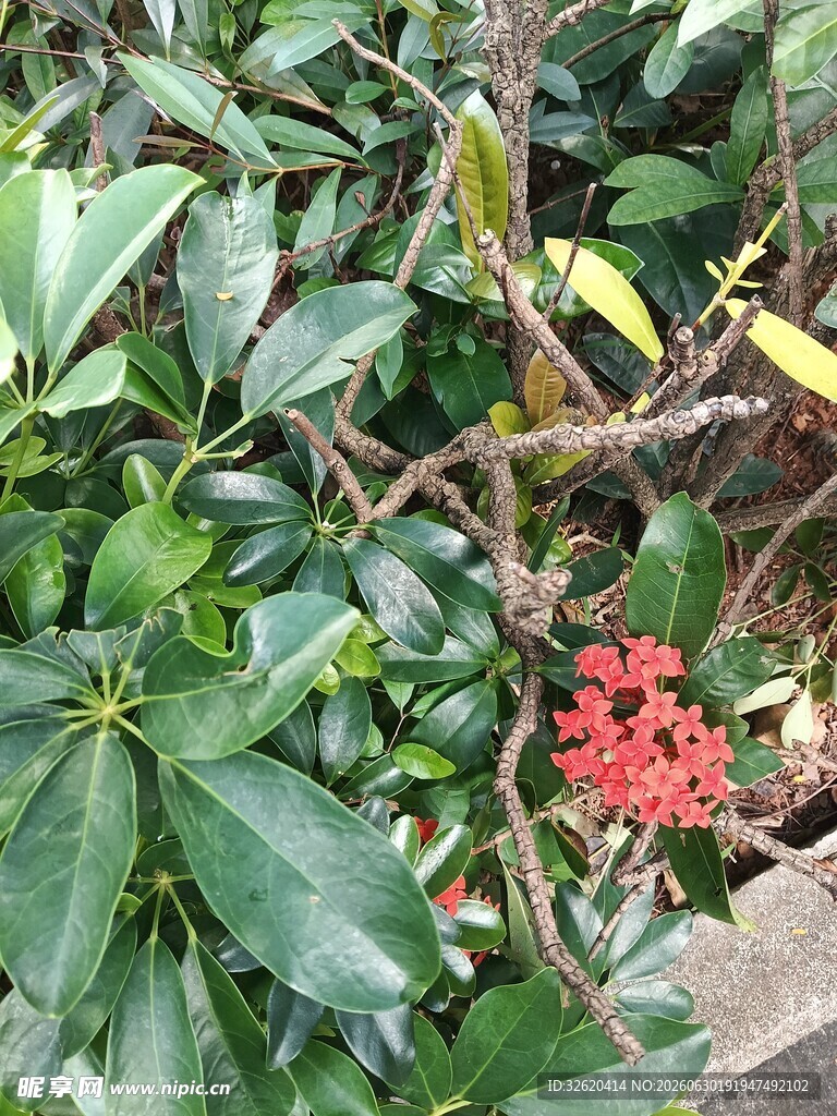 龙船花
