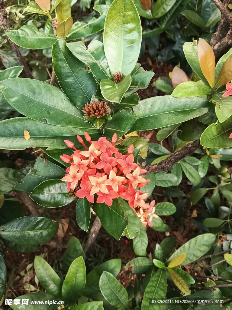 龙船花