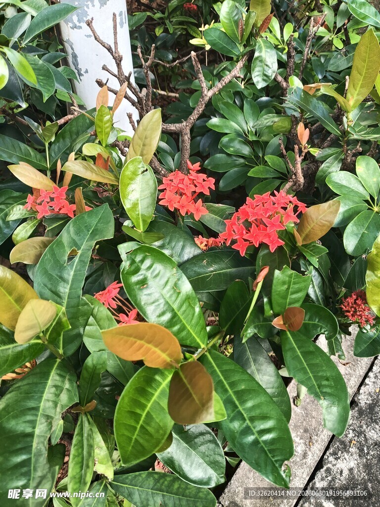 龙船花