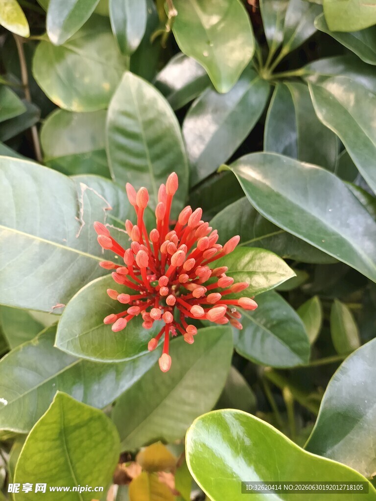 龙船花