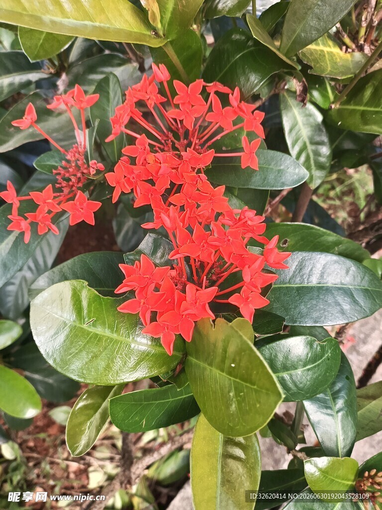 龙船花