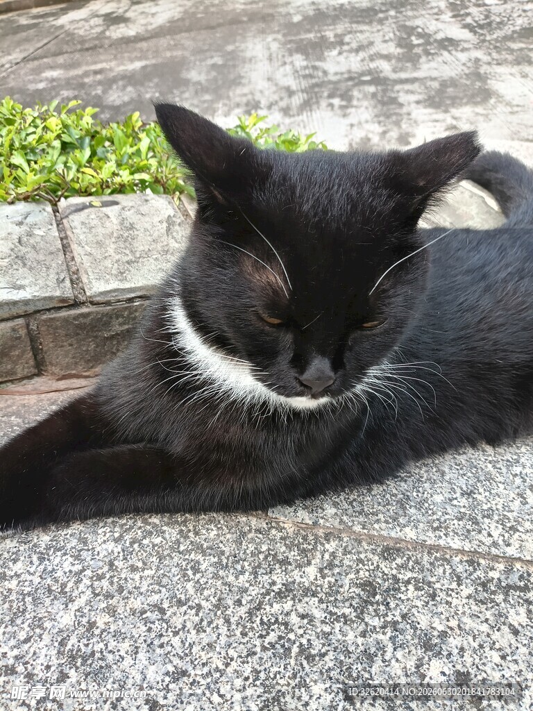 黑猫惬意趴地