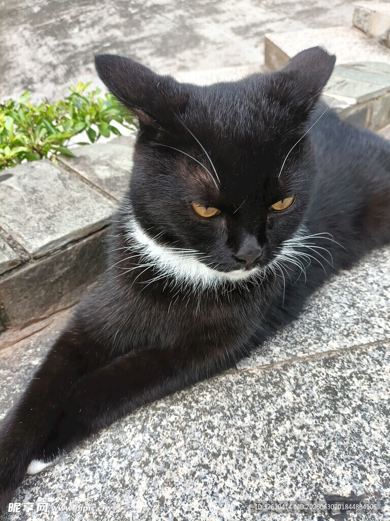 黑猫伏于石上休憩