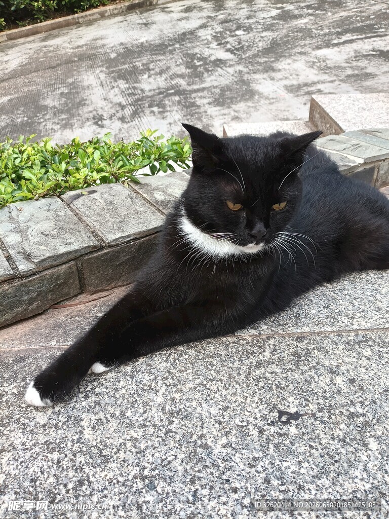 黑白猫咪惬意躺地
