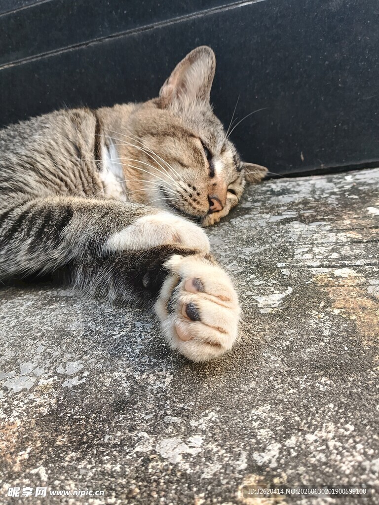 酣睡的猫咪