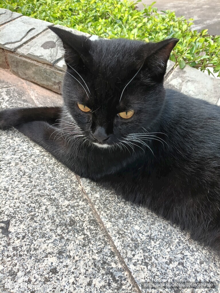 黑猫慵懒趴地