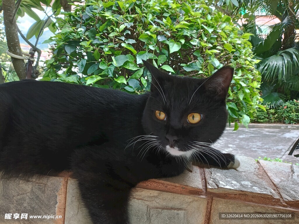 黑猫趴于石上