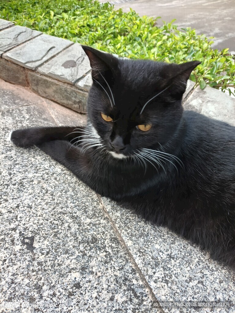 路边休憩的黑白色猫咪