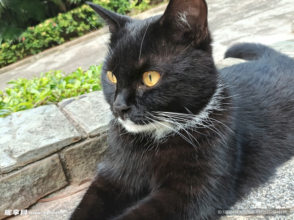 黑猫卧于石上