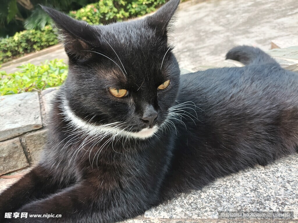 黑猫侧卧于石上