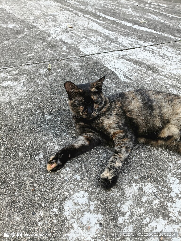 路边趴着的花色猫咪