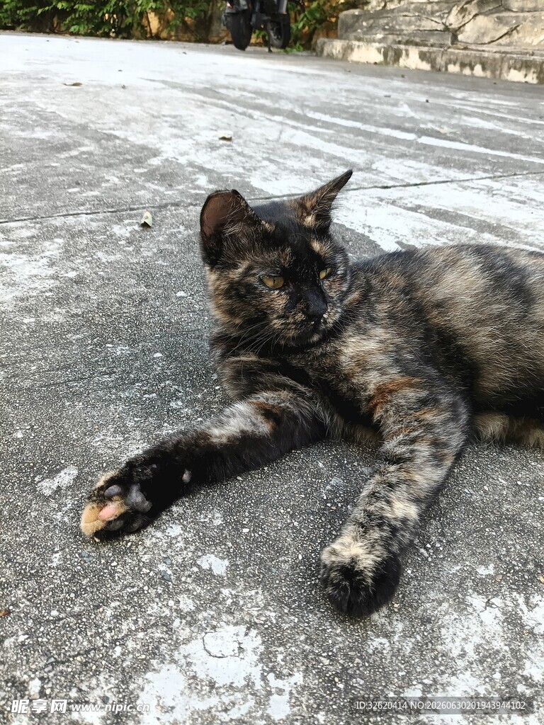 慵懒猫咪惬意躺地