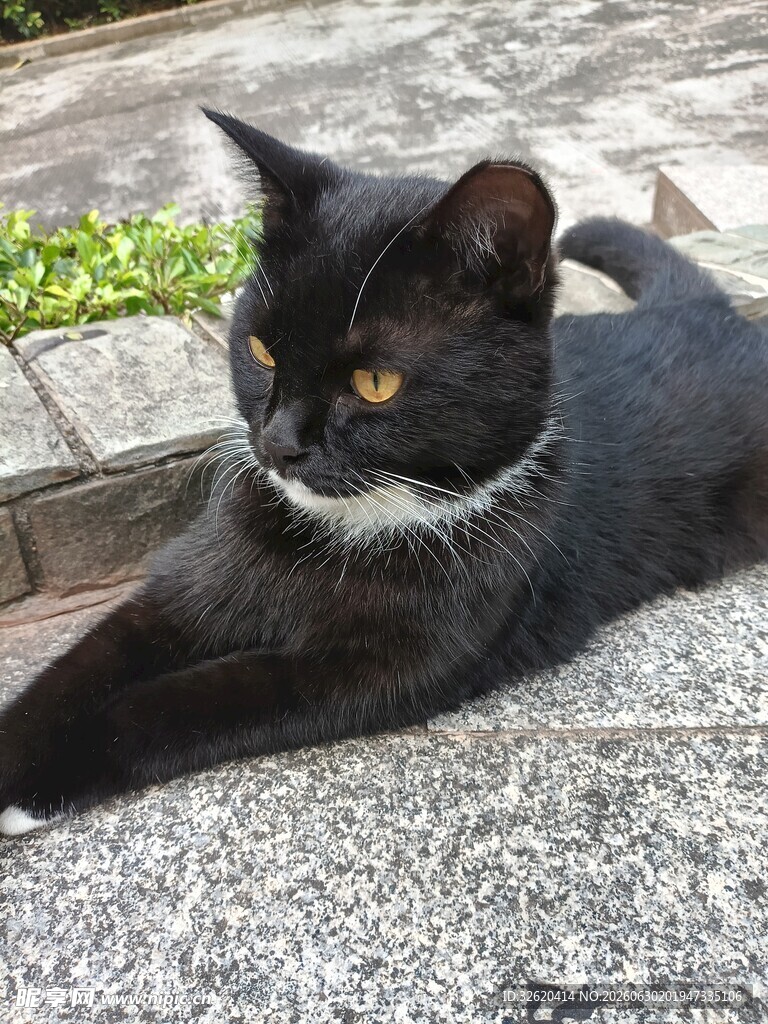 黑猫卧于石上