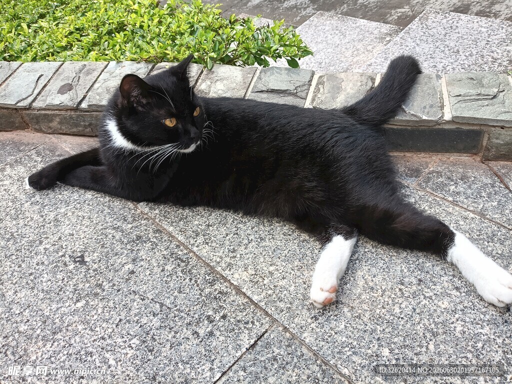 黑白猫咪惬意躺地