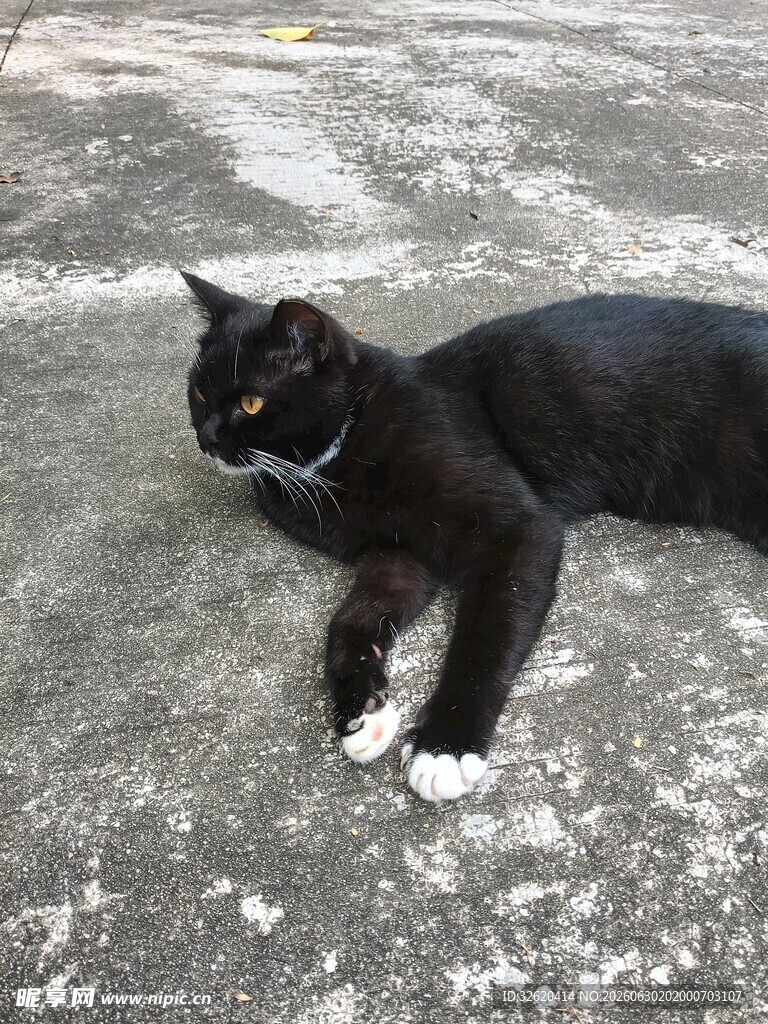 黑猫悠闲趴地