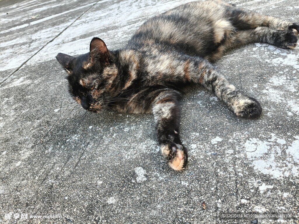 慵懒猫咪躺地小憩
