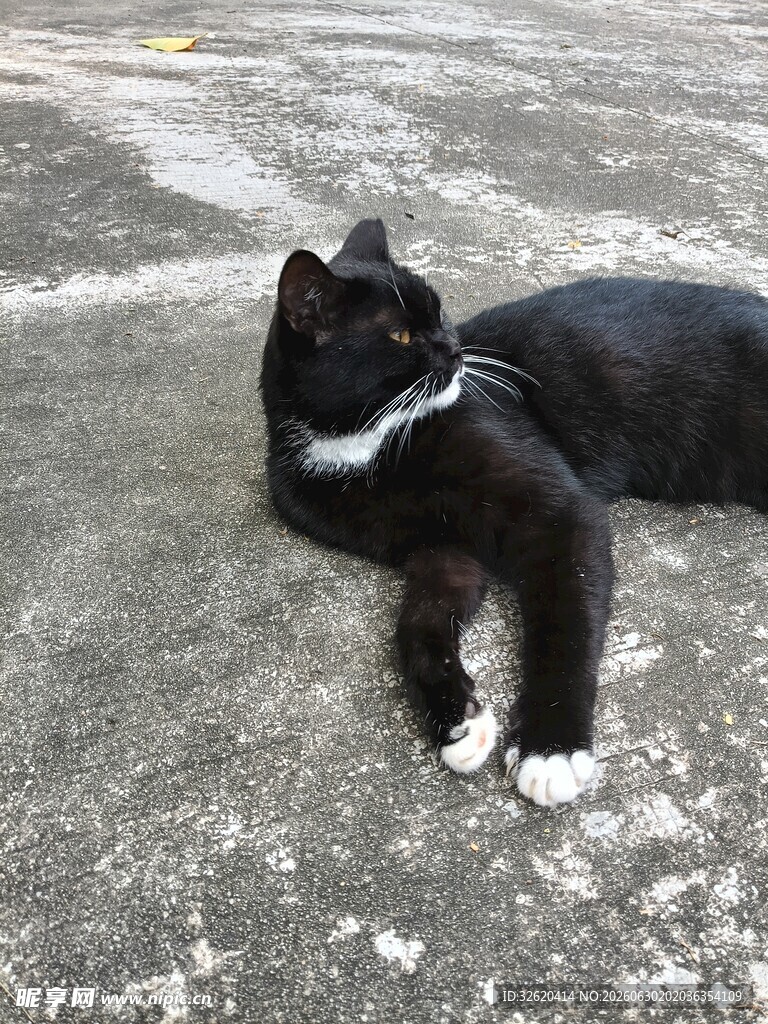 黑白猫咪惬意躺地