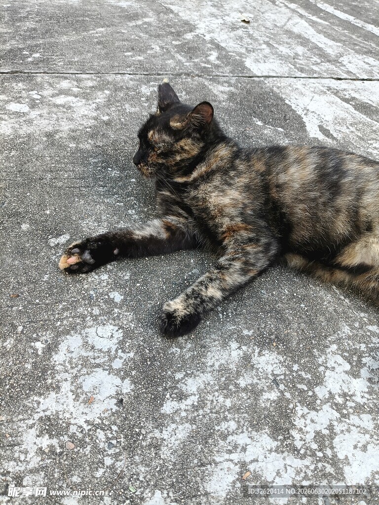 休憩的斑纹猫咪