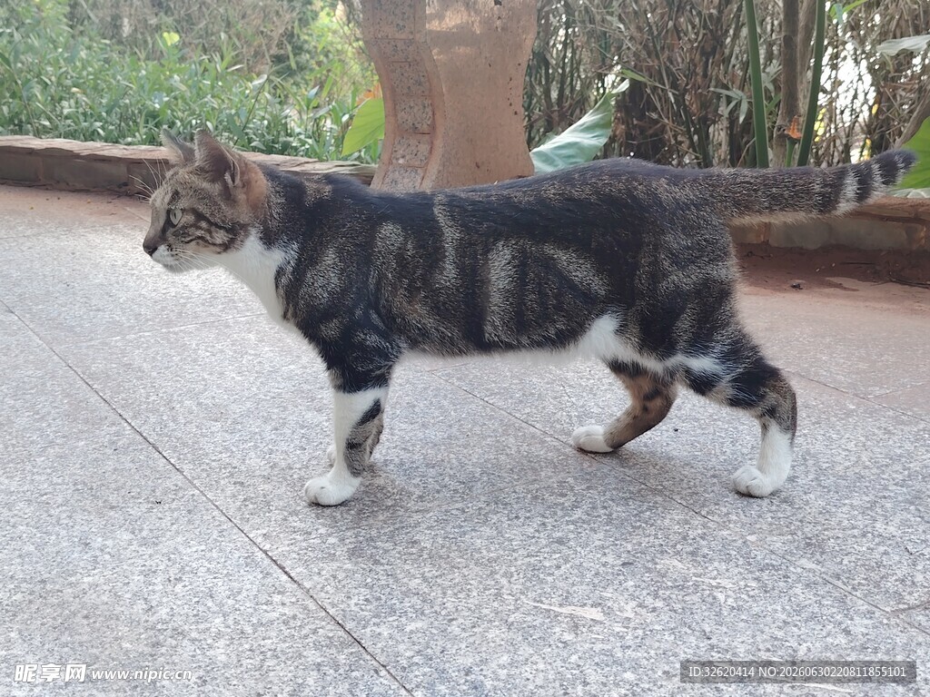 漫步的斑纹猫咪