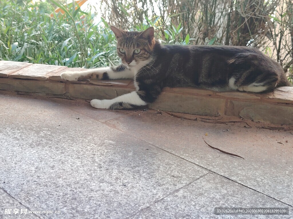 慵懒猫咪惬意趴卧
