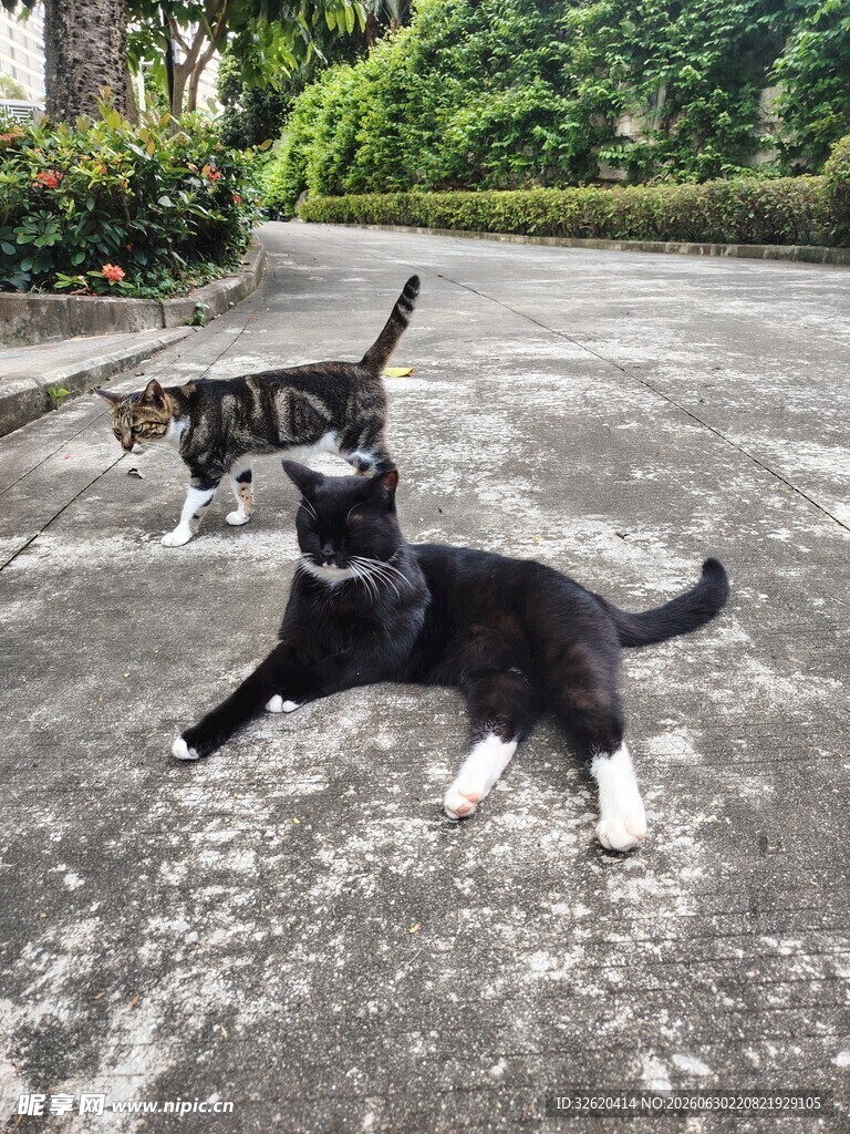 两只猫咪在户外玩耍
