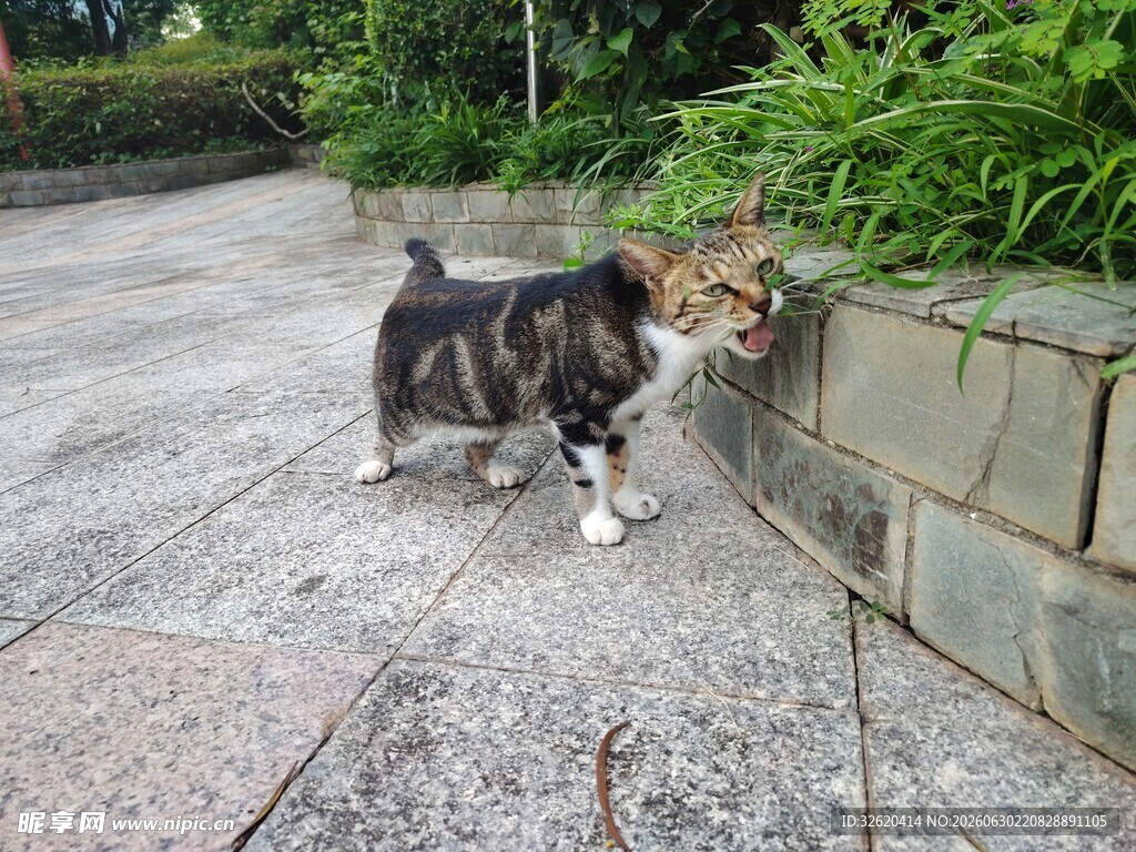路边萌猫好奇嗅探