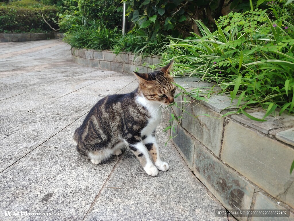 蹲坐路边的花色猫咪