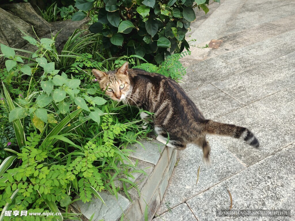 草丛中的可爱猫咪