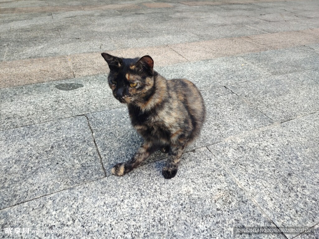 蹲坐的玳瑁猫