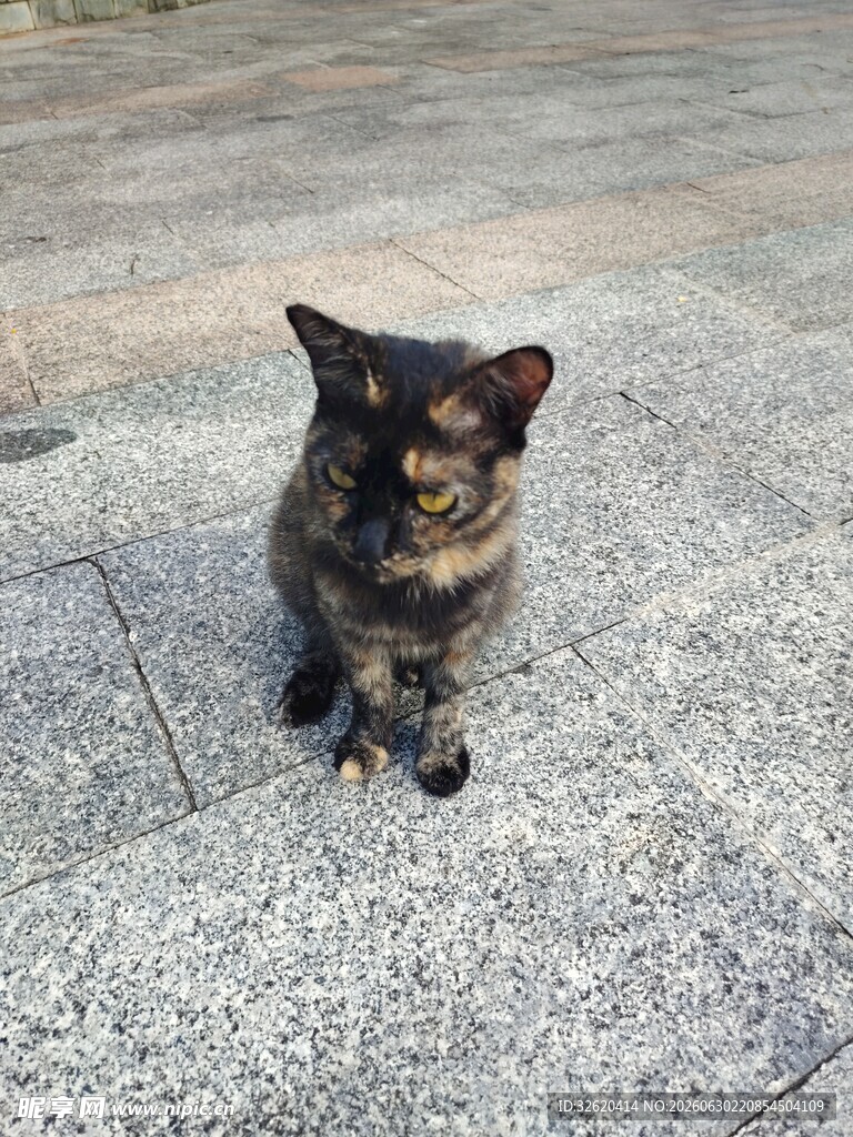 蹲坐地面的可爱小花猫