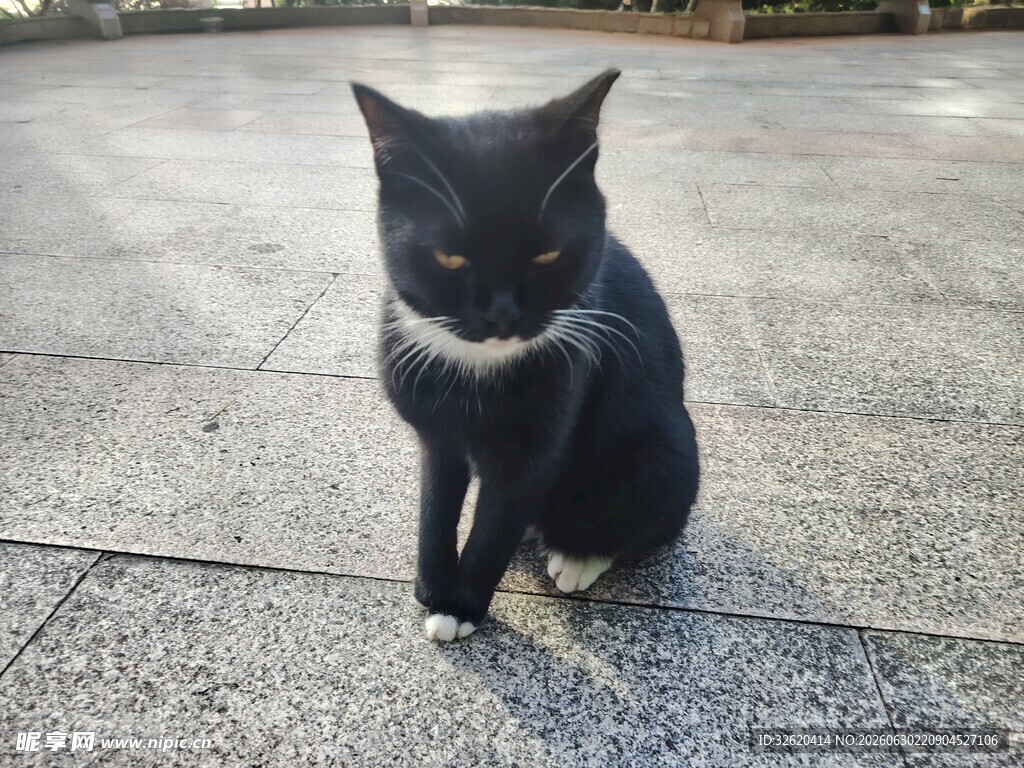 蹲坐的黑猫