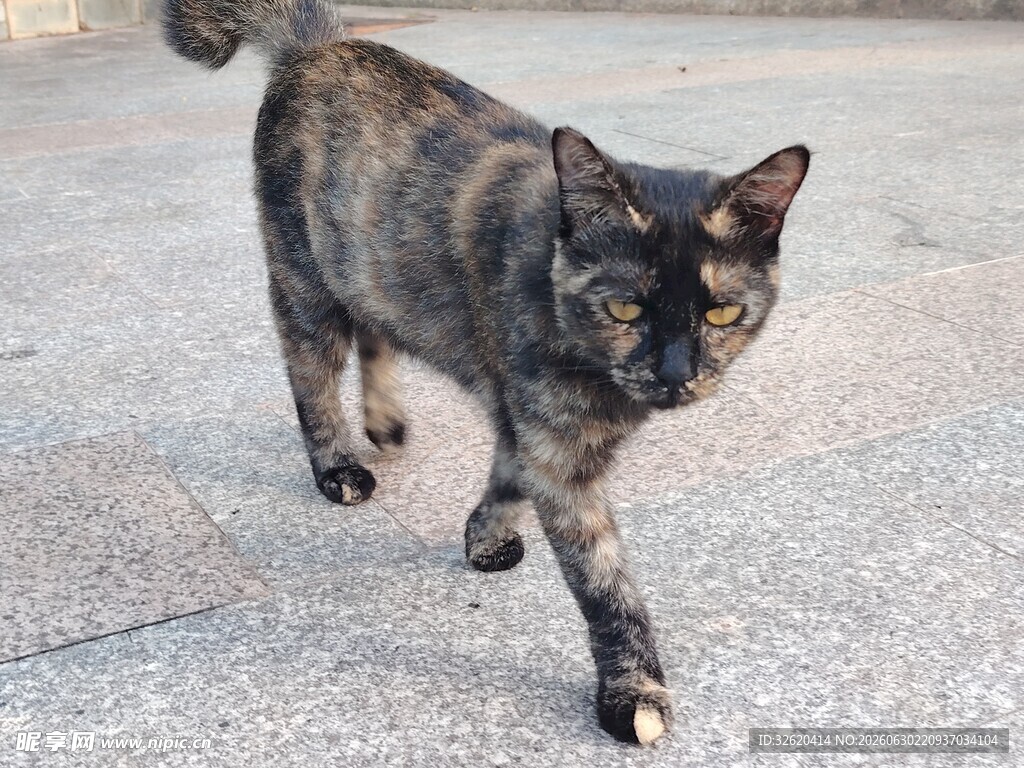 行走的花斑猫