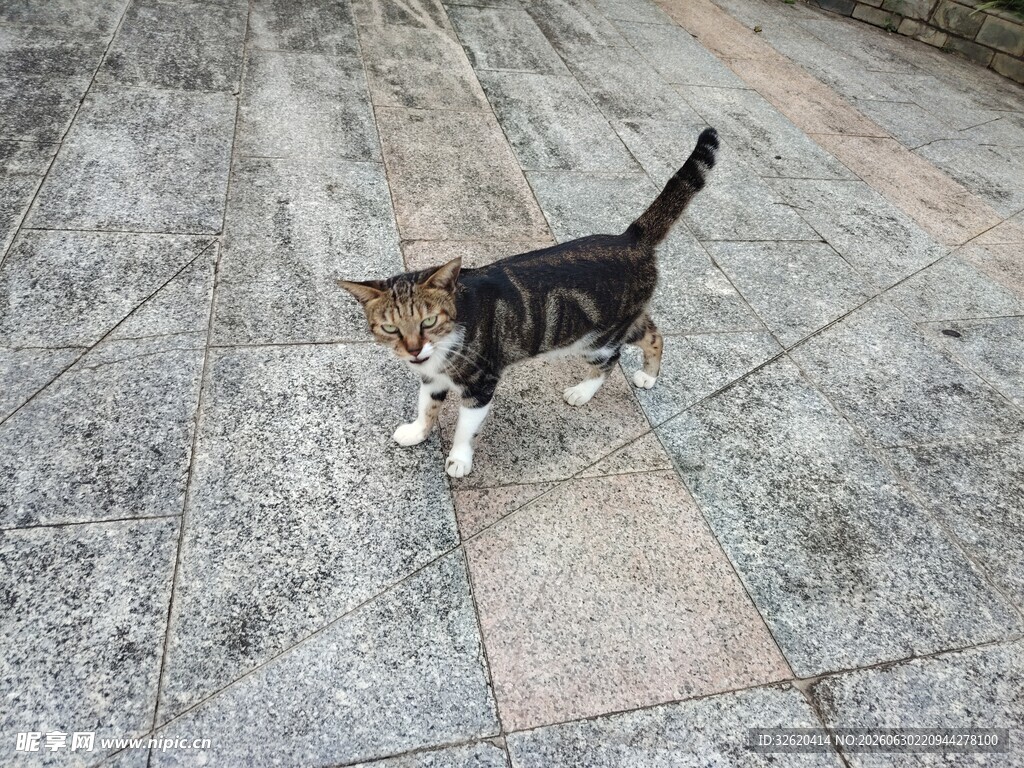 路上行走的三色猫咪