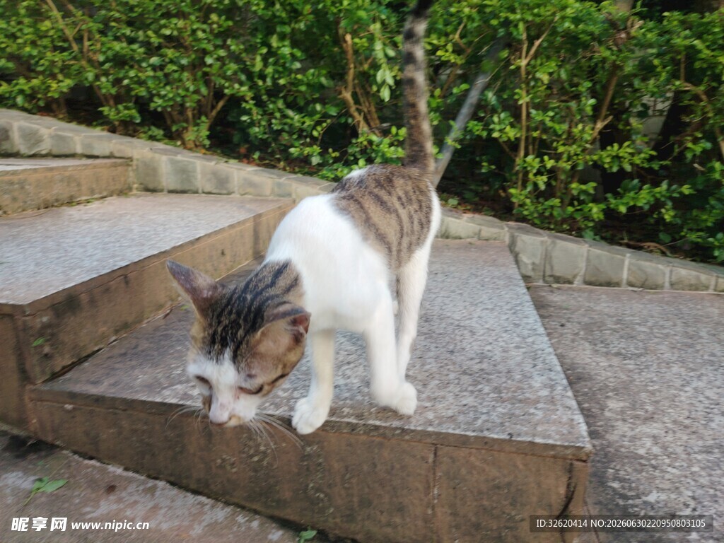 台阶上的可爱猫咪