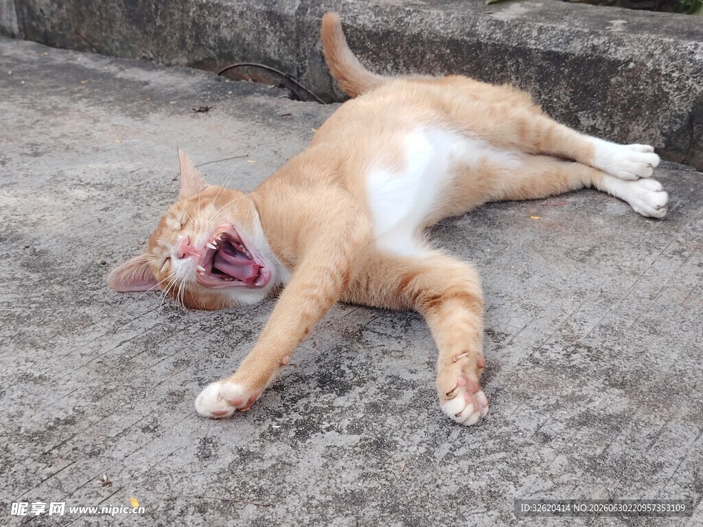 橘猫惬意躺地打哈欠