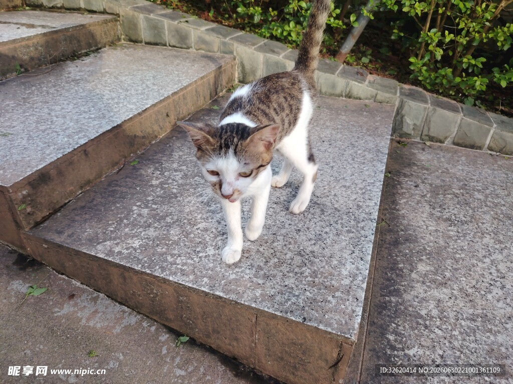 台阶上的可爱猫咪