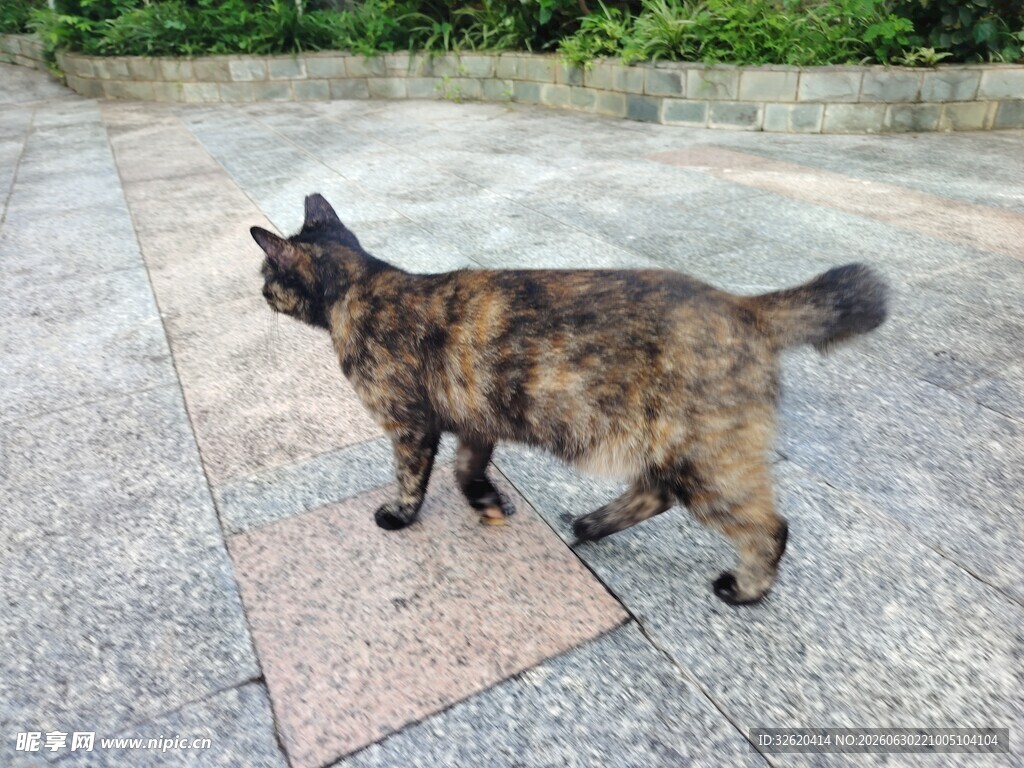 漫步的玳瑁猫