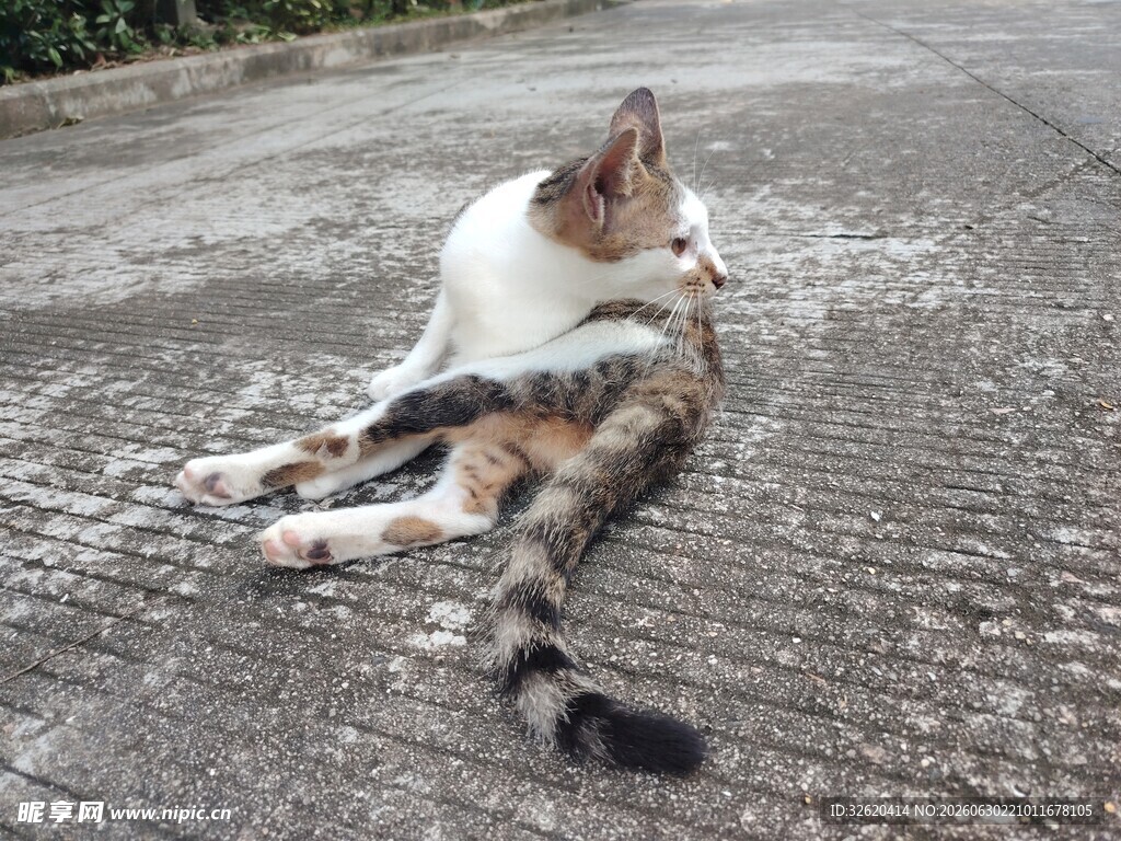 路边惬意躺卧的三色猫咪