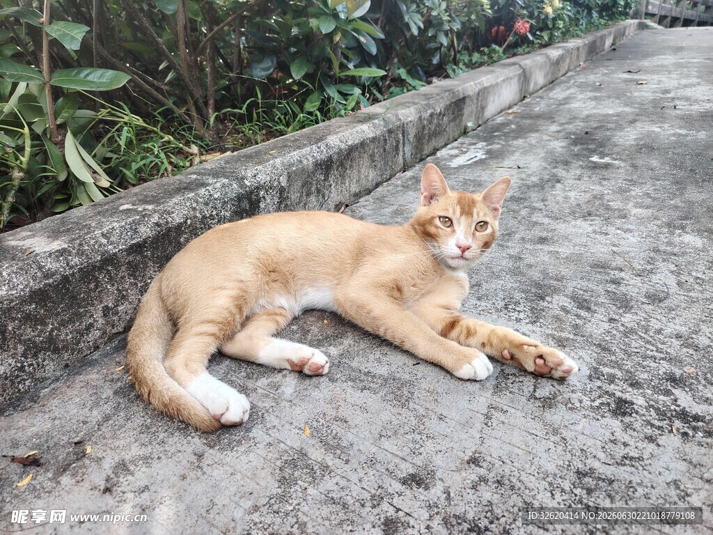 橘猫悠闲躺卧在路边