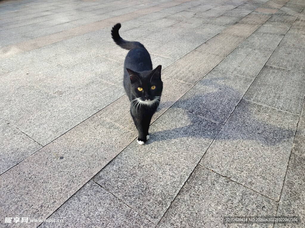 黑猫漫步路面