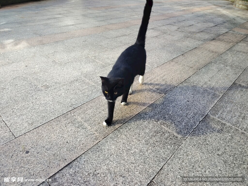 黑猫于地面低头探索